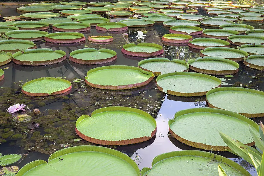 2. giant water lilies on the amazon river