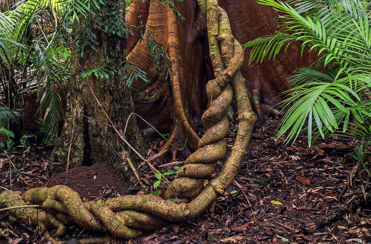 6. ayahuasca tree - exploring with an amazon river cruise