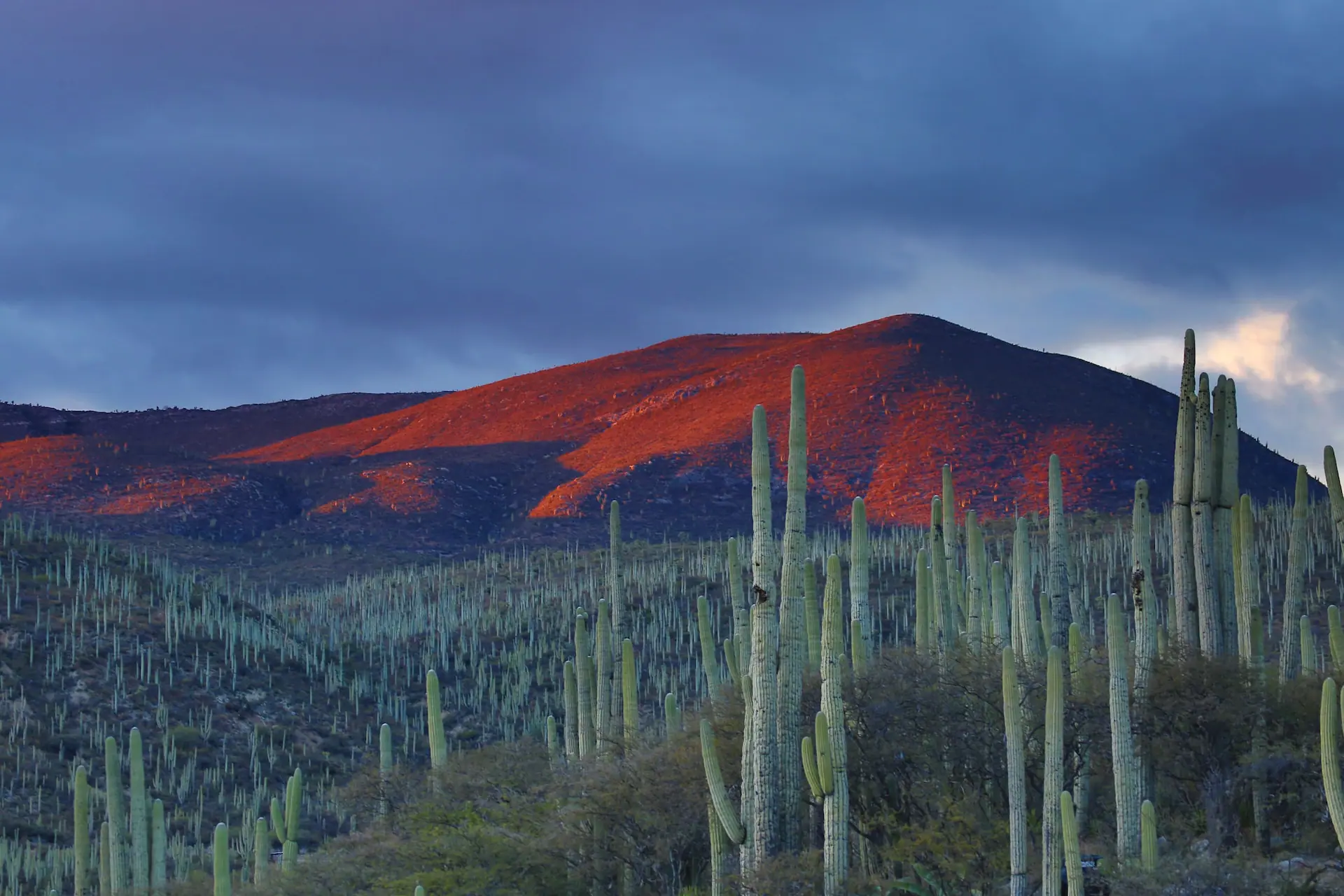 MEXICAN PANORAMA