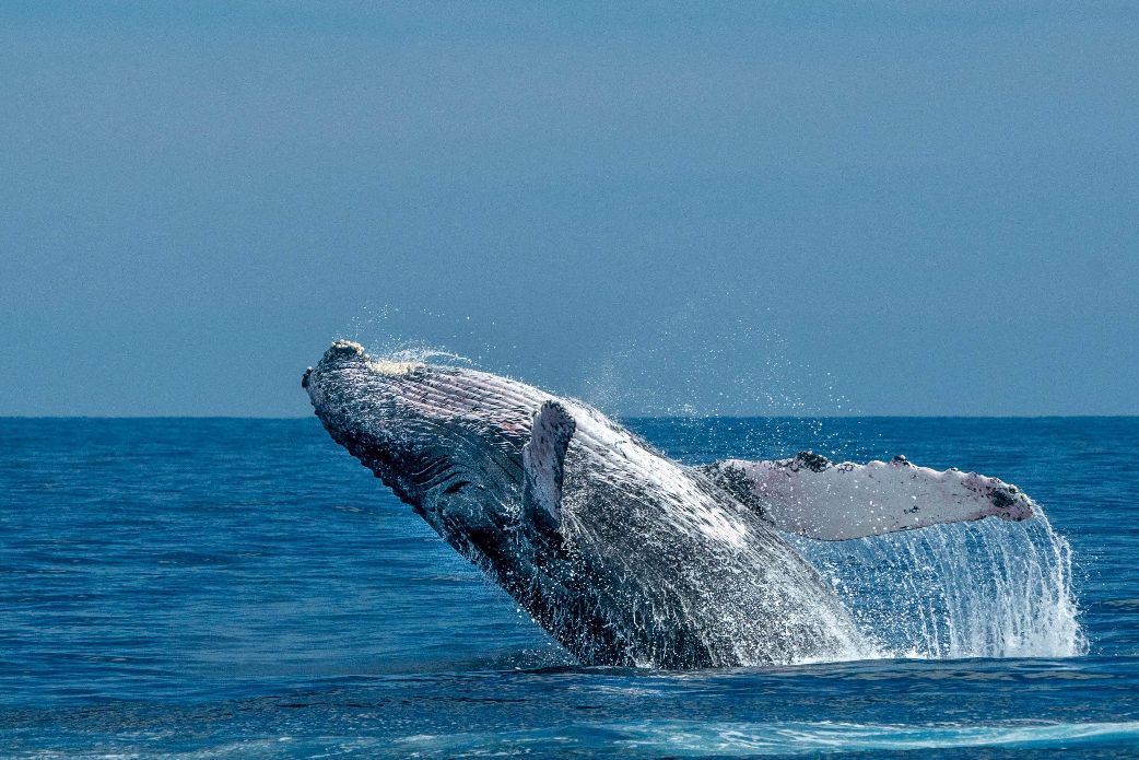 humpback whales in dominican republic
