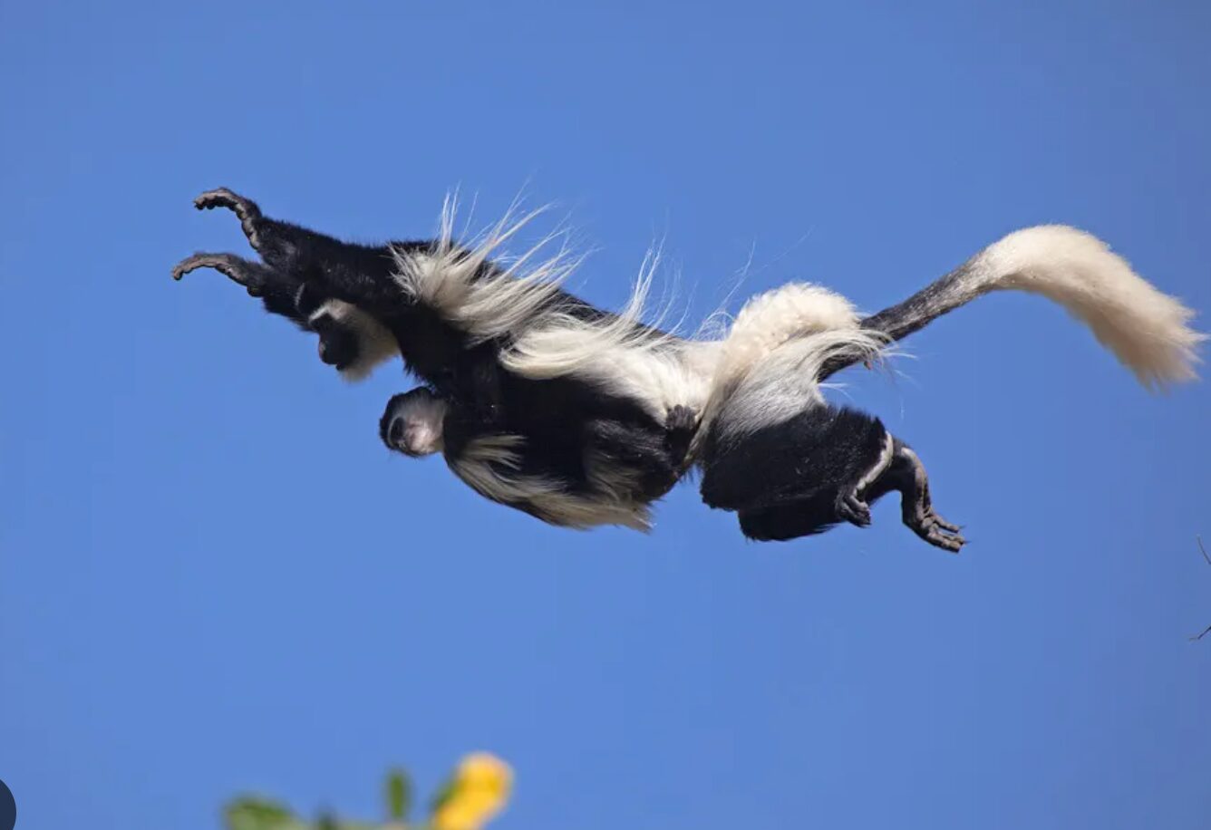 Le prime tre capitali italiane: Torino, Firenze e Roma.