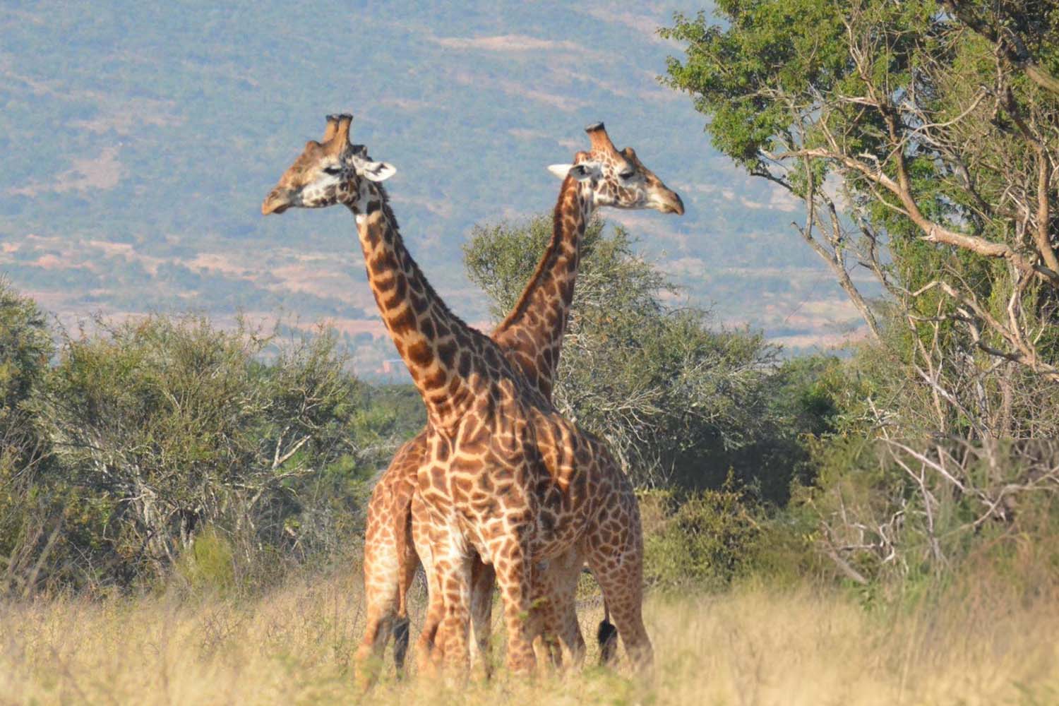 liverpool train to get around
