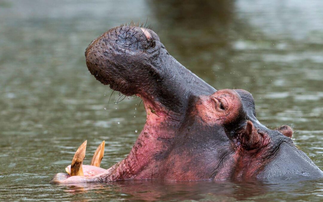 15 Fun Facts About Uganda That Will Surprise You