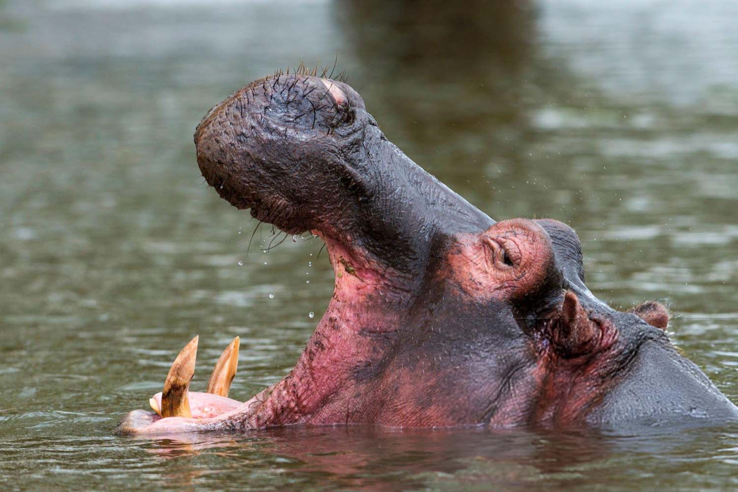 liverpool unesco site been stripped