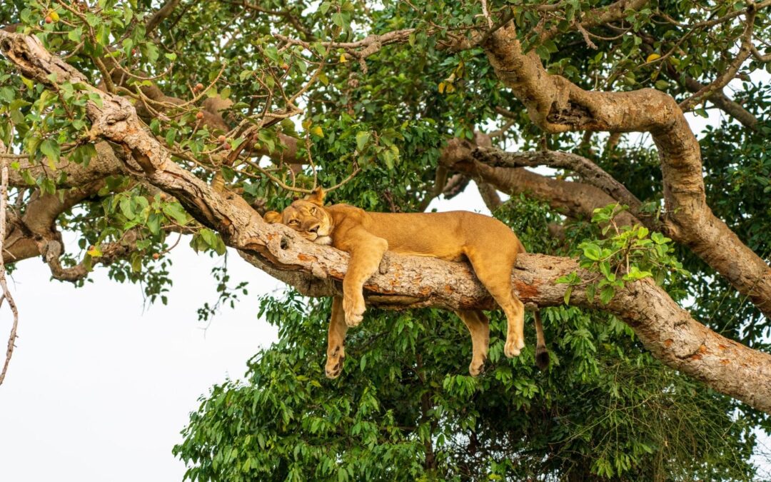 Why Lions Climb Trees? 15 Unique Animal Behaviors in East Africa