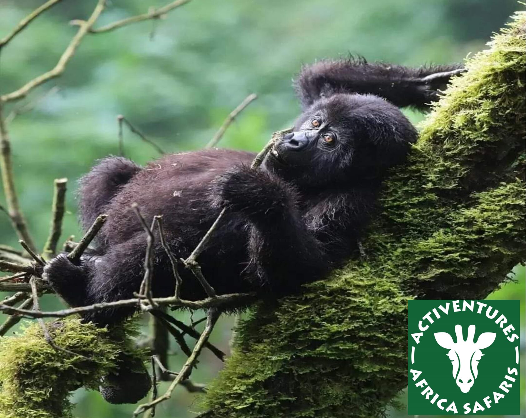 liverpool by the bay