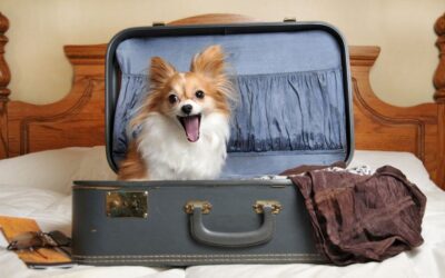 Flying With a Dog: 7 Key Things you Should Know!