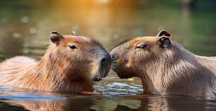 Bangkok’s 7 Best Capybara Cafes (Ranked by Experience & Animal Welfare)