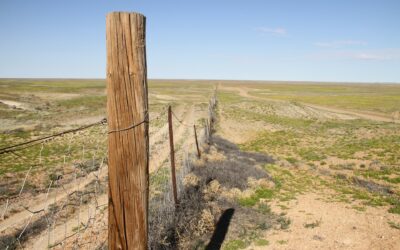 7 Crazy Curiosities About Australia That Sound Fake (But Aren’t!)