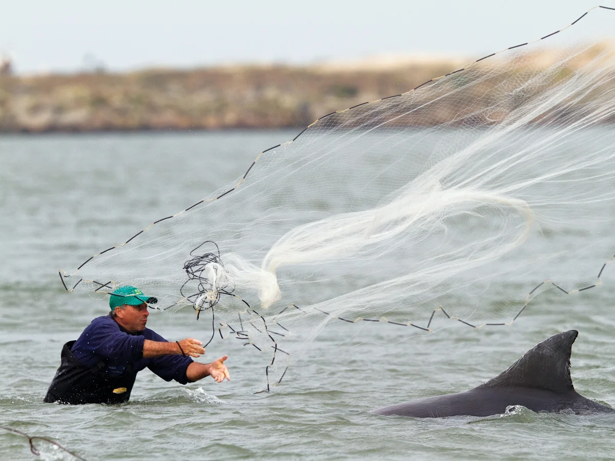 A dolphin jumping on the sea during daytime