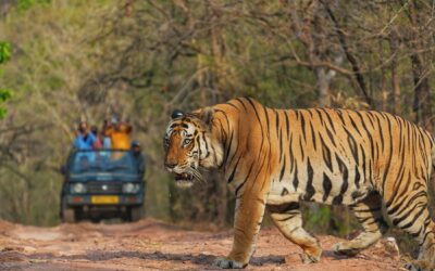 Why Choose India for a Tiger Safari Tour?